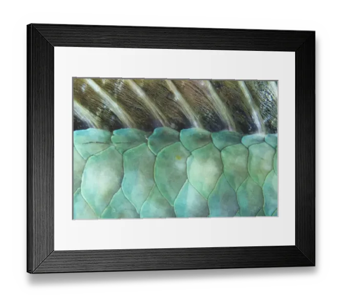Framed Print : Yellowtail Parrotfish (Sparisoma rubripinne), Bonaire, Netherlands Antilles, Caribbean