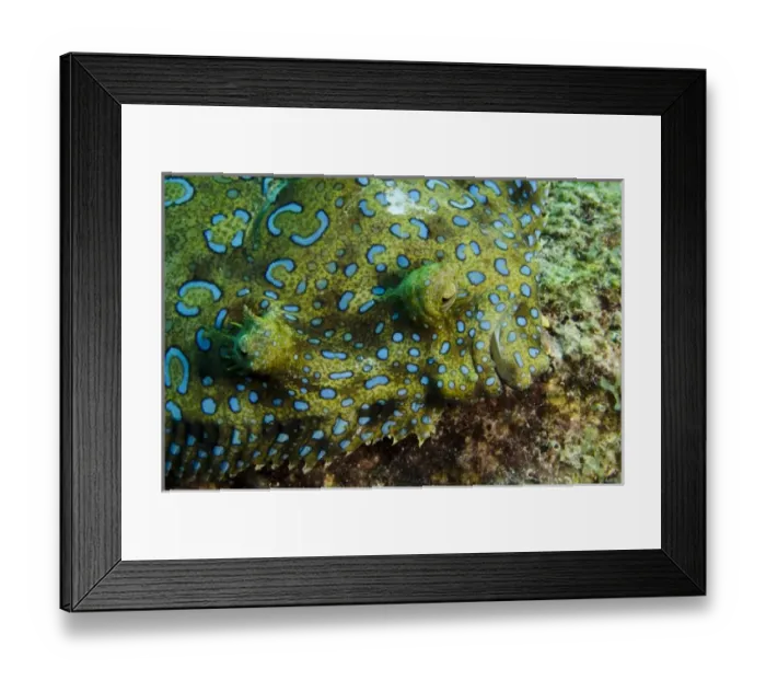 Framed Print : Caribbean, Bonaire Framed Print : Caribbean, Bonaire
