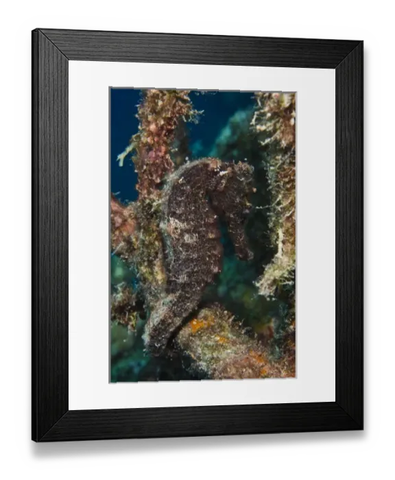Framed Print : Longsnout Seahorse (Hippocampus reidi), Bonaire, Netherlands Antilles, Caribbean Framed Print : Longsnout Seahorse (Hippocampus reidi), Bonaire, Netherlands Antilles, Caribbean