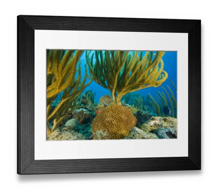 Framed Print : Caribbean, Brittish Virgin Islands Framed Print : Caribbean, Brittish Virgin Islands