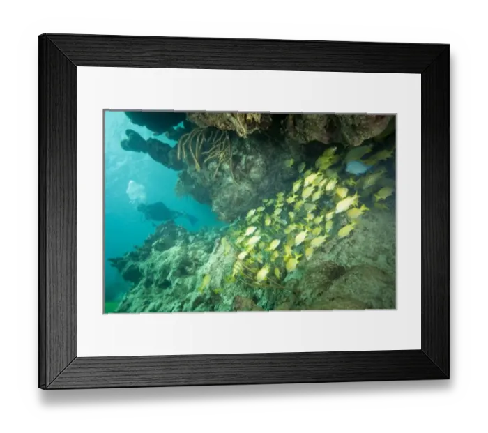 Framed Print : (MR) scuba diver & schooling yellowtail snappers, Virgin Gorda Island, British Virgin Islands Framed Print : (MR) scuba diver & schooling yellowtail snappers, Virgin Gorda Island, British Virgin Islands