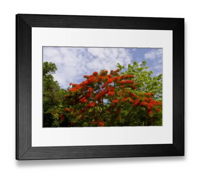 Framed Print : Famous gravesite and red tree of Alberto del Gado Gado a successful spy for Cuba