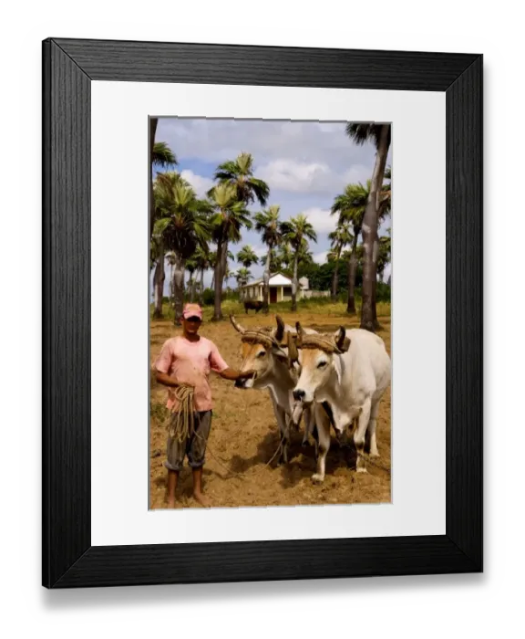 Framed Print : Farmer with oxen in tobacco fields in primative methods in Sierra del Rosario Cuba Framed Print : Farmer with oxen in tobacco fields in primative methods in Sierra del Rosario Cuba
