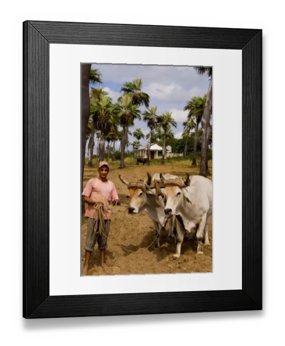 Framed Print : Farmer with oxen in tobacco fields in primative methods in Sierra del Rosario Cuba Framed Print : Farmer with oxen in tobacco fields in primative methods in Sierra del Rosario Cuba