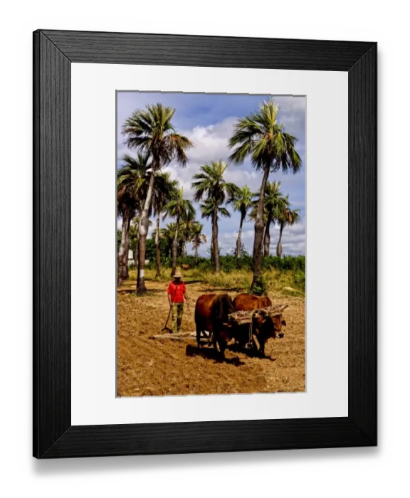 Framed Print : Old fashioned farming in tobacco fields in Sierra del Rosario mountains with oxen Framed Print : Old fashioned farming in tobacco fields in Sierra del Rosario mountains with oxen