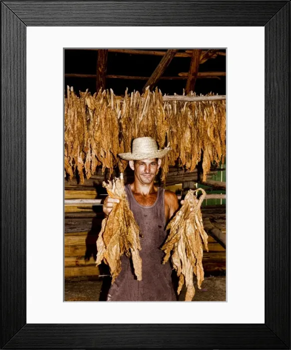 Framed Print : Farmer near barn to dry tobacco in tobacco fields in primative methods in Sierra Framed Print : Farmer near barn to dry tobacco in tobacco fields in primative methods in Sierra