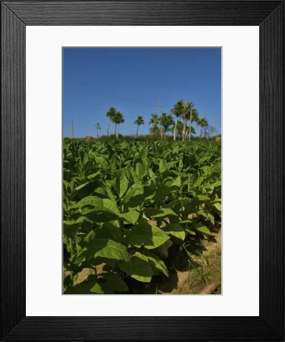 Framed Print : Tobacco fields in Cuba in the Las Barrigonas region of Pinar del Rio with rows of Framed Print : Tobacco fields in Cuba in the Las Barrigonas region of Pinar del Rio with rows of