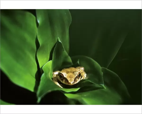 Coqui frog in Puerto Rico