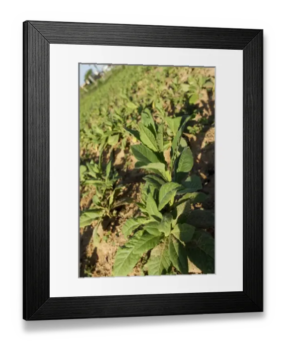 Framed Print : Caribbean, Cuba Framed Print : Caribbean, Cuba