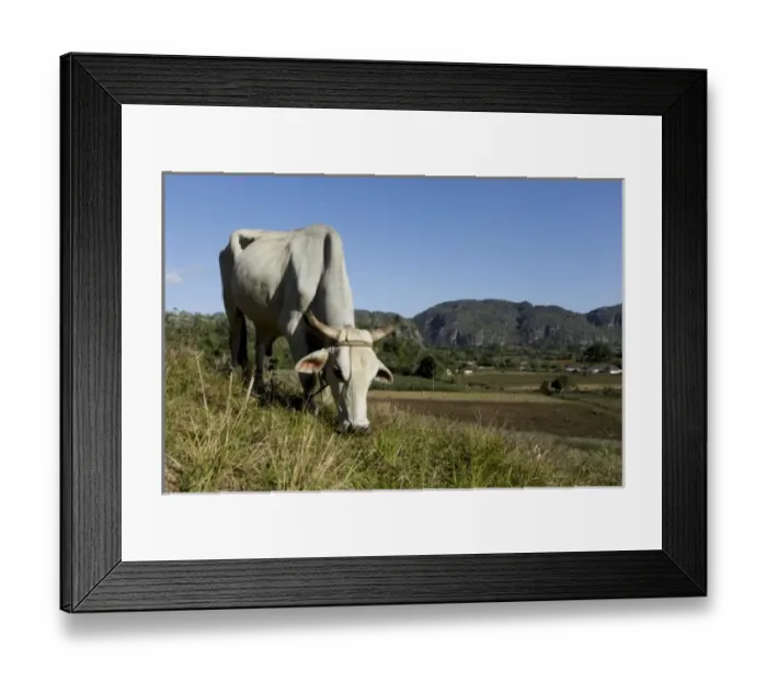 Framed Print : Vinales, Cuba. Ox grazing Framed Print : Vinales, Cuba. Ox grazing