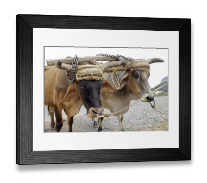 Framed Print : Vinales, Cuba. Working oxen with yoke Framed Print : Vinales, Cuba. Working oxen with yoke