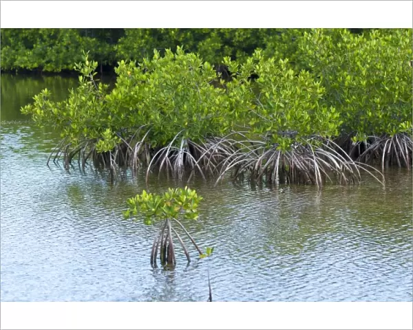 Buena Vista Bay, Cayo Santa Maria, Cuba. Mangrove forest in Buena Vista UNESCO Biosphere Reserve