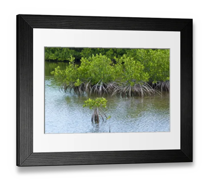Framed Print : Buena Vista Bay, Cayo Santa Maria, Cuba. Mangrove forest in Buena Vista UNESCO Biosphere Reserve Framed Print : Buena Vista Bay, Cayo Santa Maria, Cuba. Mangrove forest in Buena Vista UNESCO Biosphere Reserve