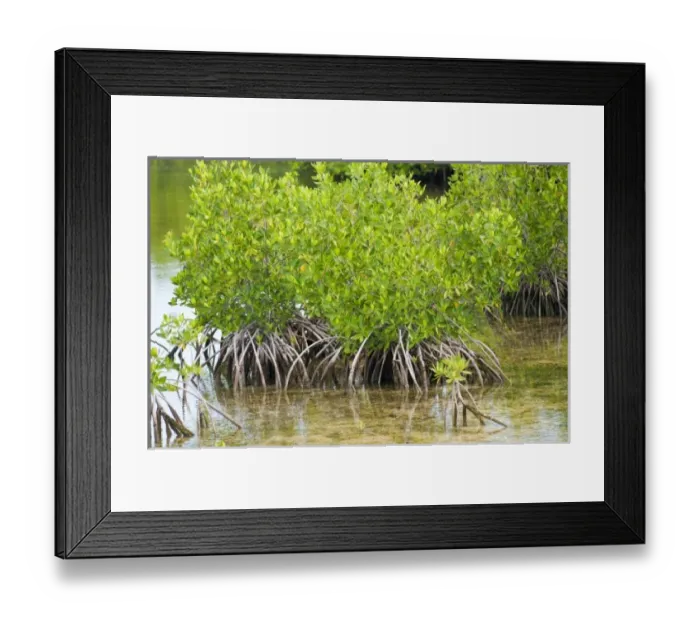 Framed Print : Caribbean, Cuba Framed Print : Caribbean, Cuba