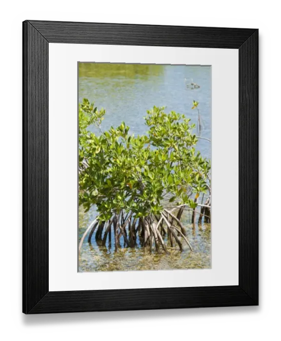 Framed Print : Caribbean, Cuba