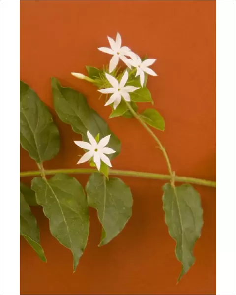 Caribbean, Netherlands Antilles, Curacao, Willemstad. Flowering vine on red wall