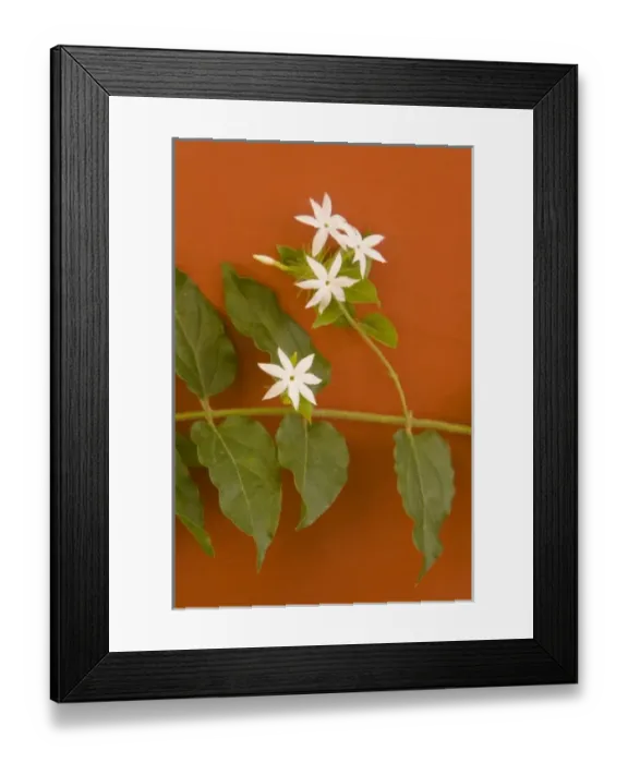 Framed Print : Caribbean, Netherlands Antilles, Curacao, Willemstad. Flowering vine on red wall Framed Print : Caribbean, Netherlands Antilles, Curacao, Willemstad. Flowering vine on red wall