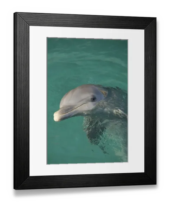 Framed Print : Caribbean, Netherlands Antilles, Curacao, Willemstad. Dolphin at Dolphin Academy. NMR Framed Print : Caribbean, Netherlands Antilles, Curacao, Willemstad. Dolphin at Dolphin Academy. NMR