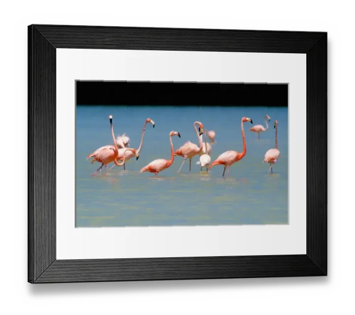Framed Print : Flamingos at Laguna Oviedo, Barahona, Dominican Republic, Caribbean