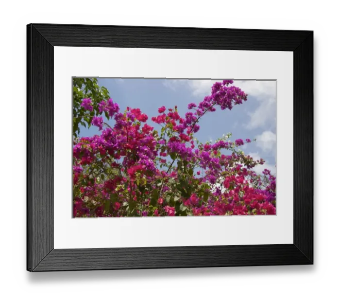 Framed Print : Dominican Republic, flowers Framed Print : Dominican Republic, flowers