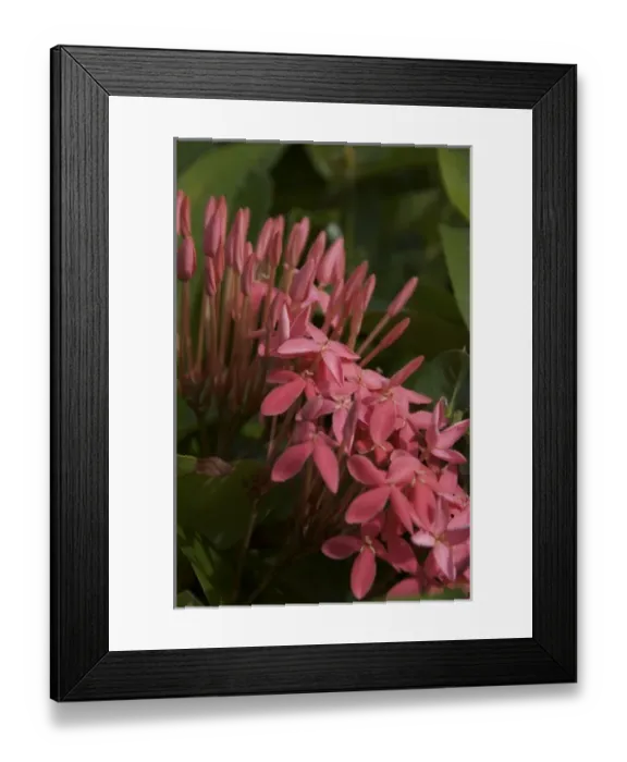 Framed Print : Dominican Republic, La Altagracia, Punta Cana, Bavaro, Ixora coccinea