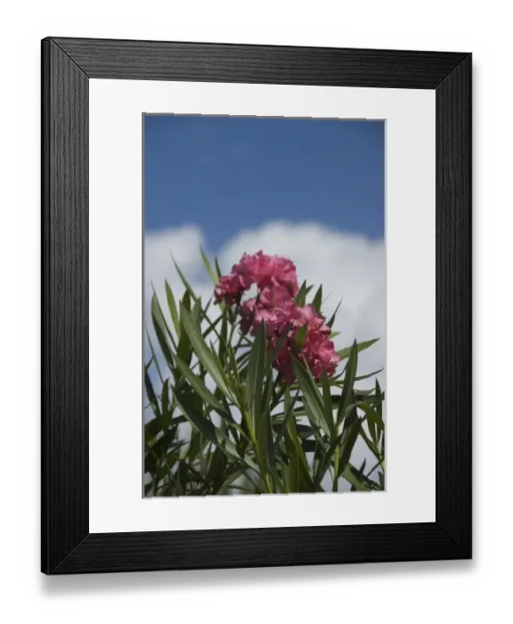 Framed Print : Dominican Republic, La Altagracia, Punta Cana, Bavaro, pink Oleander Framed Print : Dominican Republic, La Altagracia, Punta Cana, Bavaro, pink Oleander