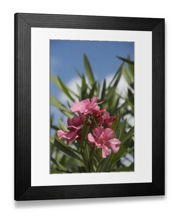 Framed Print : Dominican Republic, La Altagracia, Punta Cana, Bavaro, pink Oleander Framed Print : Dominican Republic, La Altagracia, Punta Cana, Bavaro, pink Oleander