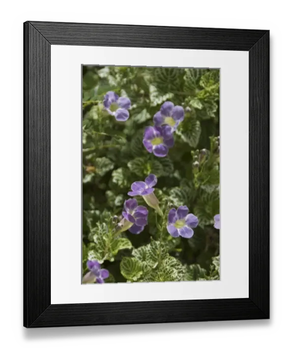 Framed Print : Caribbean, Dominican Republic Framed Print : Caribbean, Dominican Republic