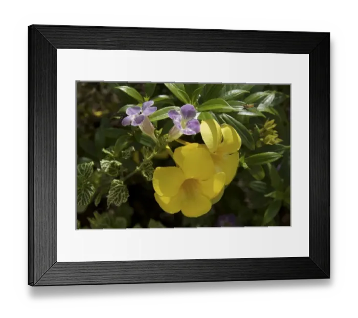 Framed Print : Caribbean, Dominican Republic Framed Print : Caribbean, Dominican Republic