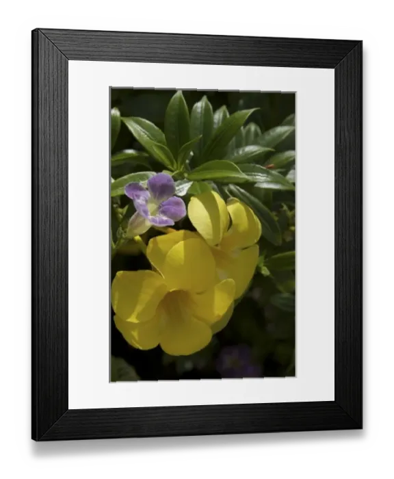 Framed Print : Caribbean, Dominican Republic