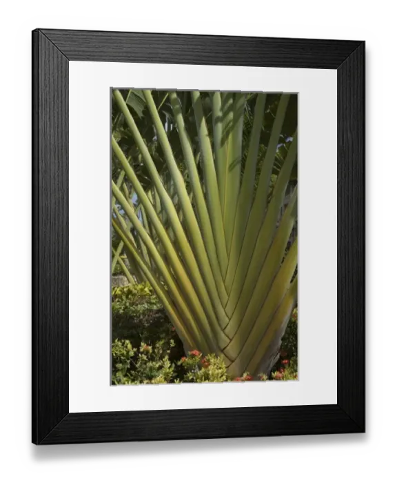 Framed Print : Caribbean, Dominican Republic Framed Print : Caribbean, Dominican Republic