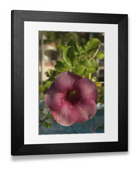 Framed Print : Dominican Republic, La Altagracia, Punta Cana, Bavaro, Majestic Colonial Punta Cana