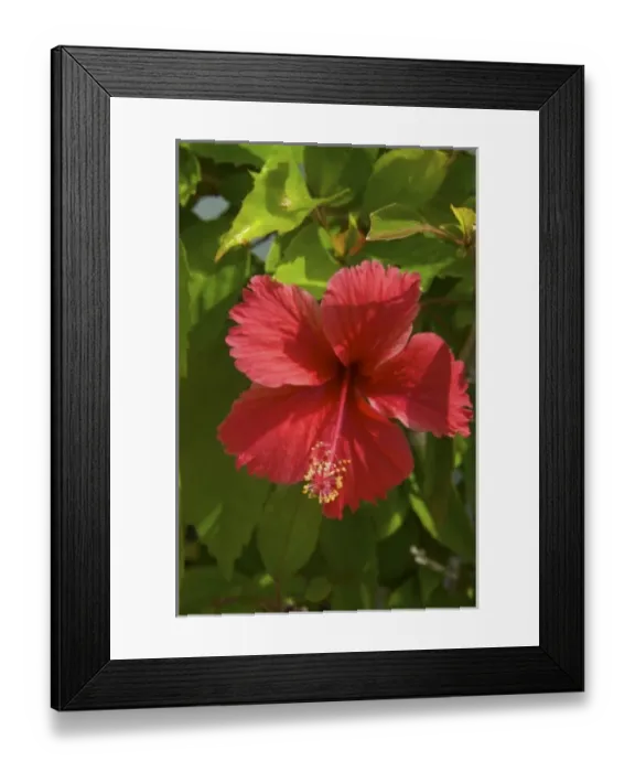 Framed Print : Dominican Republic, La Altagracia, Punta Cana, Bavaro, Hibiscus flower