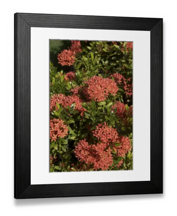 Framed Print : Dominican Republic, La Altagracia, Punta Cana, Bavaro, Penta flower