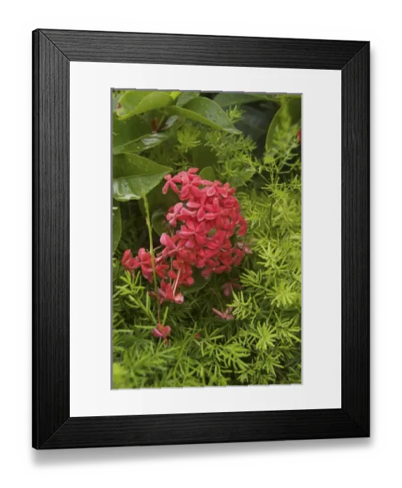 Framed Print : Dominican Republic, Caribbean, Bavaro, Punta Cana, Penta flower Framed Print : Dominican Republic, Caribbean, Bavaro, Punta Cana, Penta flower