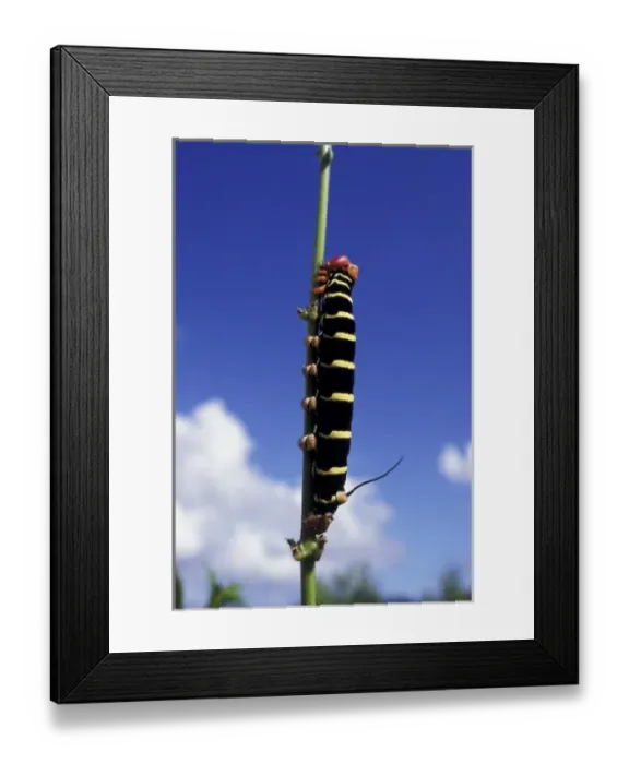 Framed Print : Caribbean, Grenada. Caterpillar
