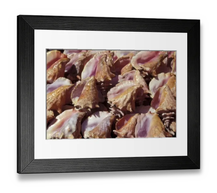 Framed Print : Caribbean, Grenada. Conch shells for sale Framed Print : Caribbean, Grenada. Conch shells for sale