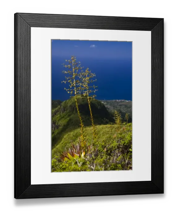 Framed Print : MARTINIQUE. French Antilles. West Indies. Flower stalks of agave grow on steep ridge high on Mt Framed Print : MARTINIQUE. French Antilles. West Indies. Flower stalks of agave grow on steep ridge high on Mt