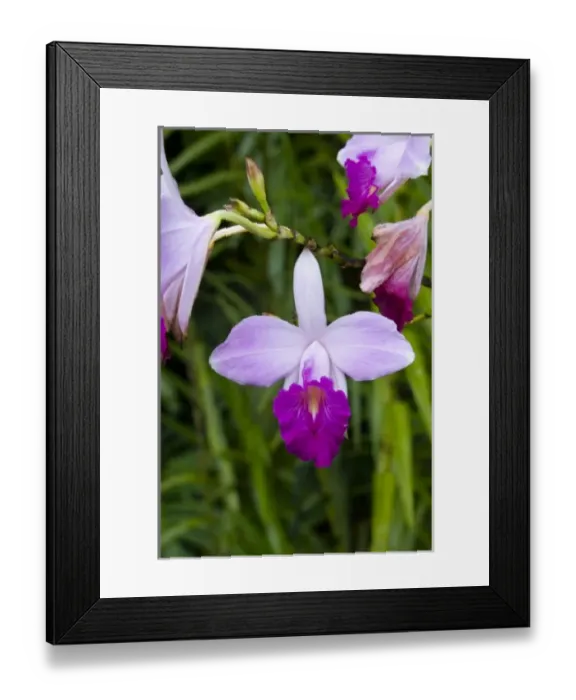 Framed Print : MARTINIQUE. French Antilles. West Indies. Bamboo orchid (Arundina graminifolia) blooming Framed Print : MARTINIQUE. French Antilles. West Indies. Bamboo orchid (Arundina graminifolia) blooming