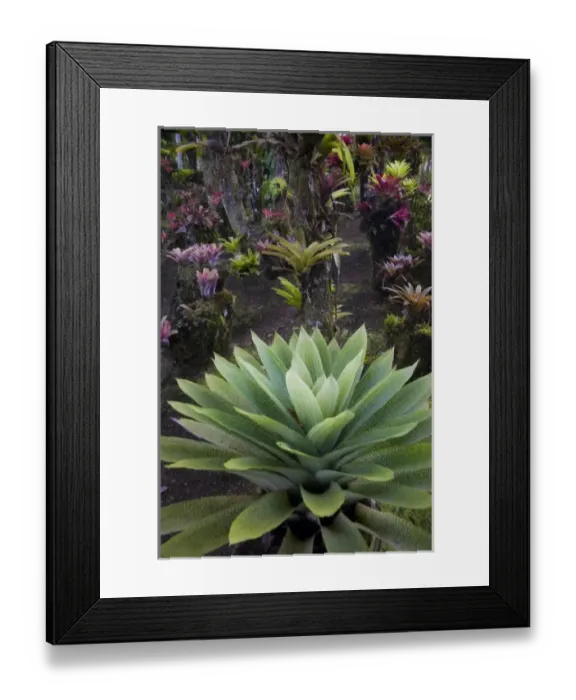 Framed Print : Caribbean, Martinique