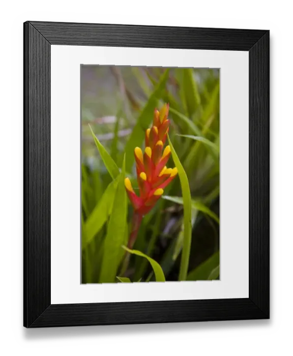 Framed Print : Caribbean, Martinique Framed Print : Caribbean, Martinique
