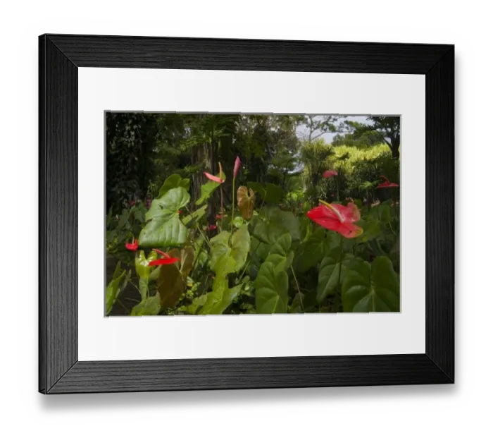 Framed Print : Caribbean, Martinique