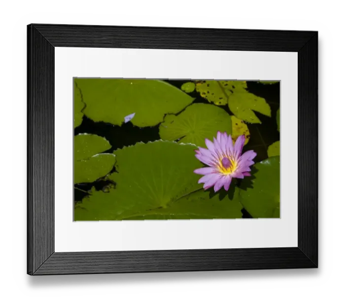 Framed Print : Martinique, French Antilles, West Indies, Blue water lily (Nymphae coerulea) flower Framed Print : Martinique, French Antilles, West Indies, Blue water lily (Nymphae coerulea) flower