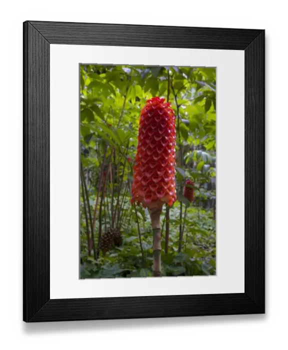 Framed Print : Caribbean, Martinique Framed Print : Caribbean, Martinique