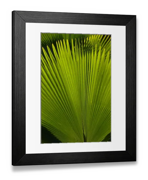 Framed Print : Caribbean, Martinique
