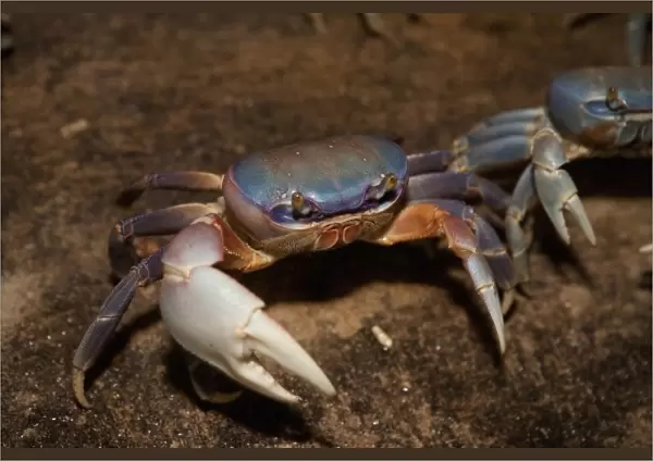 Blue Crab, served in local restaurants, Old San Juan