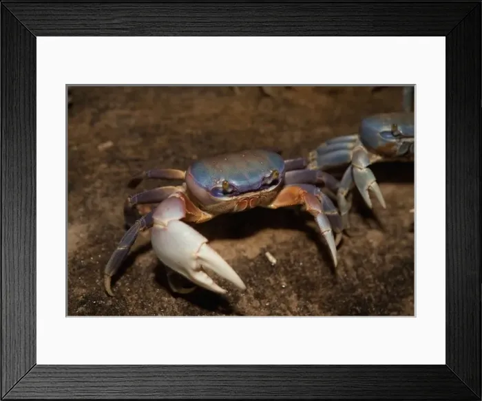 Framed Print : Blue Crab, served in local restaurants, Old San Juan Framed Print : Blue Crab, served in local restaurants, Old San Juan