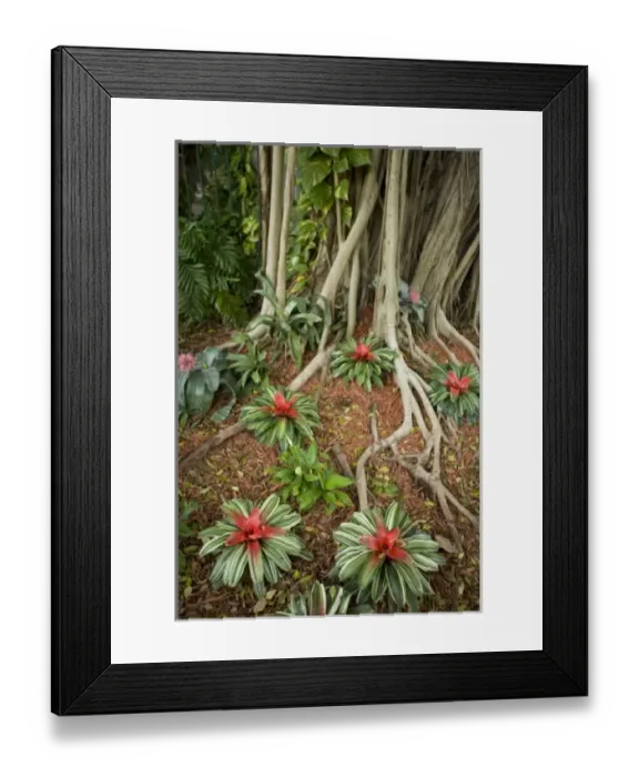 Framed Print : Caribbean, Puerto Rico Framed Print : Caribbean, Puerto Rico