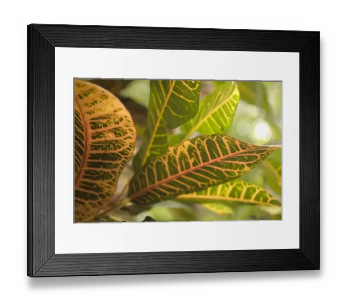 Framed Print : Caribbean, Puerto Rico Framed Print : Caribbean, Puerto Rico