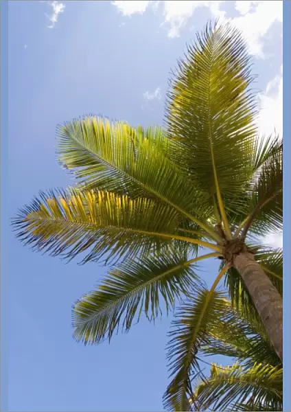 Sunny skies as see through the fronds of a palm tree on Isla Verde beach in San Juan, Puerto Rico